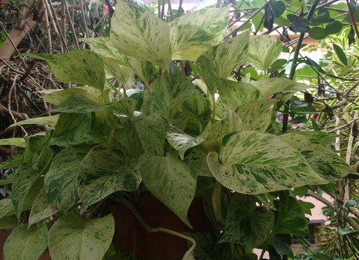 Green Atmosphere Epipremnum aureum (24 hours oxygen releasing plants) hanging pots)