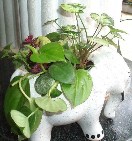 Green Atmosphere Ceramic Elephant contains (Syngonium wendlandi, Peperomia obtusifolia)
  Suitable to place in offices, showroom and companies