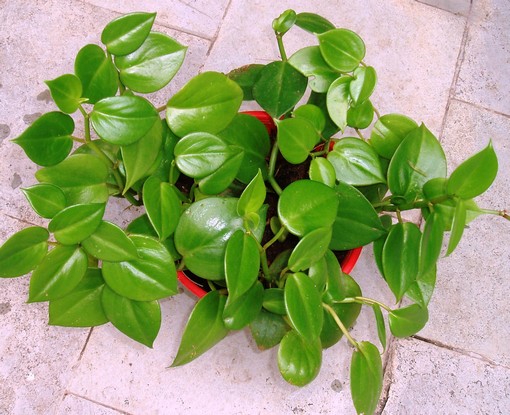 Green Atmosphere variegated Peperomia  (24 hours oxygen releasing plants) hanging pots)